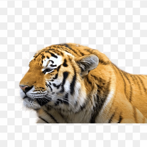 Tiger HD png image free download